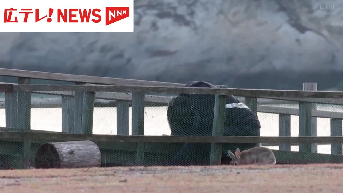 大久野島のウサギ５匹を殺傷か　男を動物愛護法違反の罪で起訴　広島・竹原市