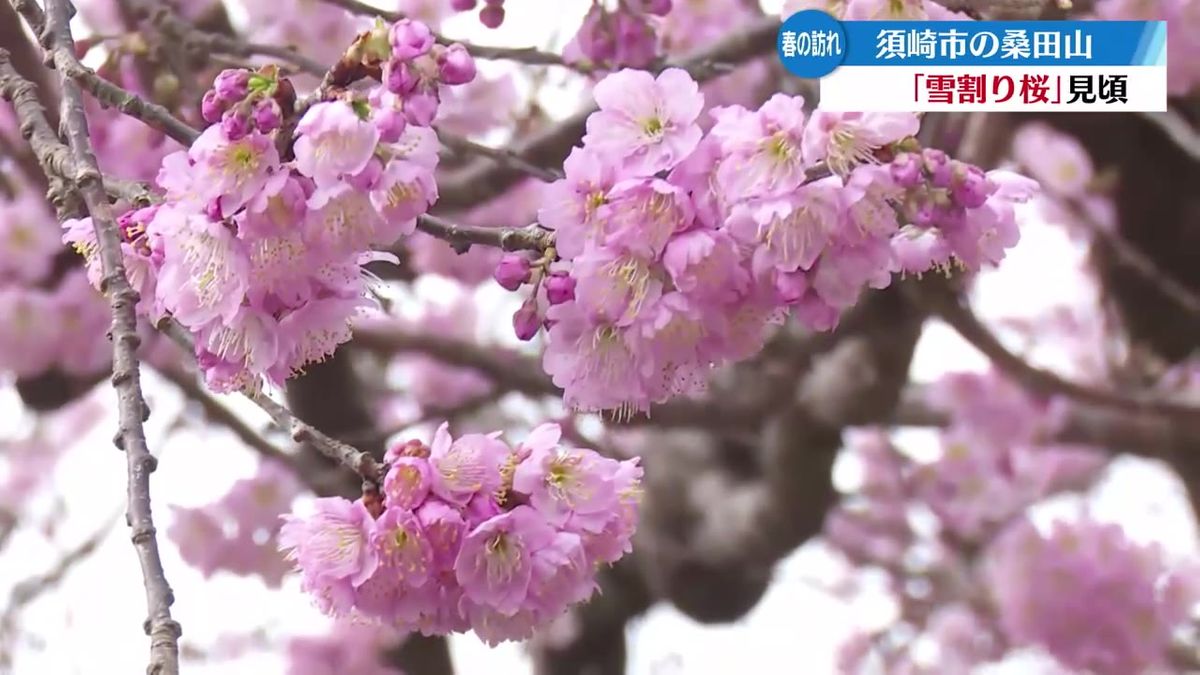 春の訪れ告げる『雪割り桜』 見頃を迎える【高知】