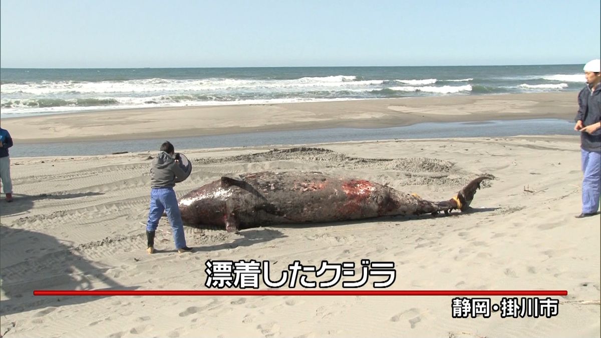 体長５．８ｍ…海岸に死んだクジラ　静岡