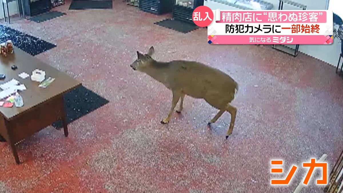 精肉店に“シカ”が来店　ガラス戸破り飛び込む　カメラに一部始終　アメリカ