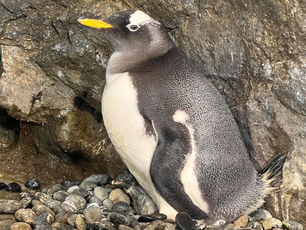 赤ちゃんをお腹の下で育てる親ペンギン（写真提供：のんほいパーク）