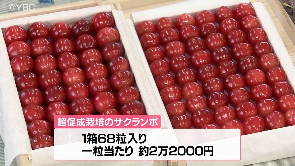 山形・天童産の超促成栽培サクランボ「佐藤錦」１箱150万円で落札！1粒約2万2000円