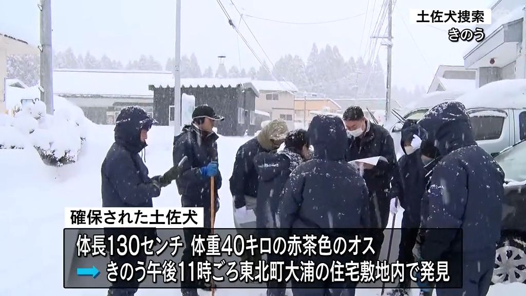 脱走の土佐犬確保　東北町　住宅敷地内でふせていた土佐犬を近くを車で通りがかった人が発見