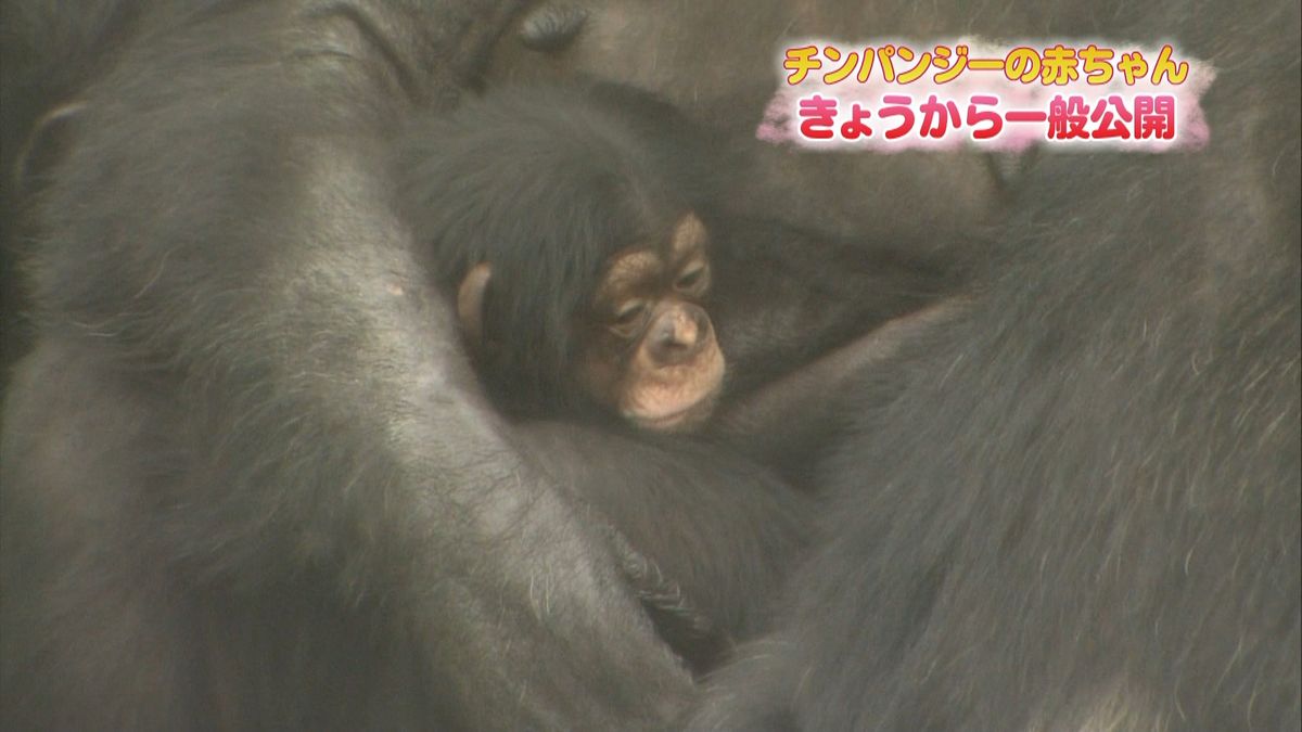 チンパンジーの赤ちゃん、一般公開　豊橋