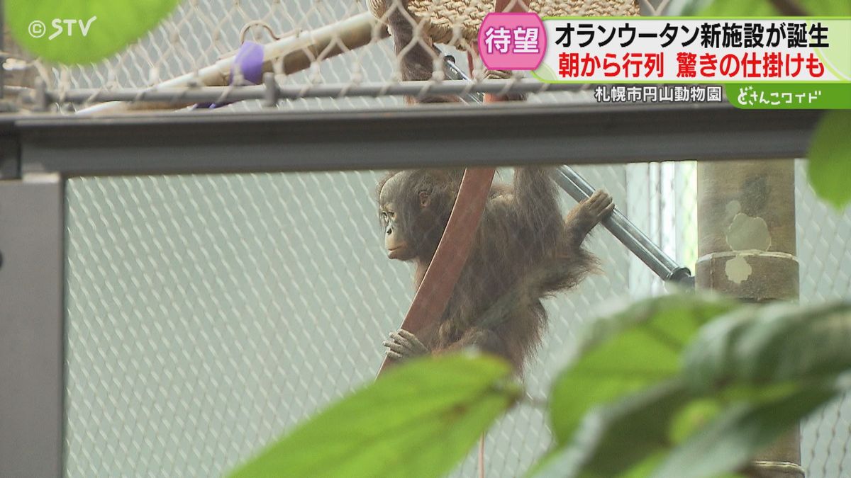 「自然な感じで良かった」オランウータン新施設　ボルネオのスコールも再現　札幌・円山動物園