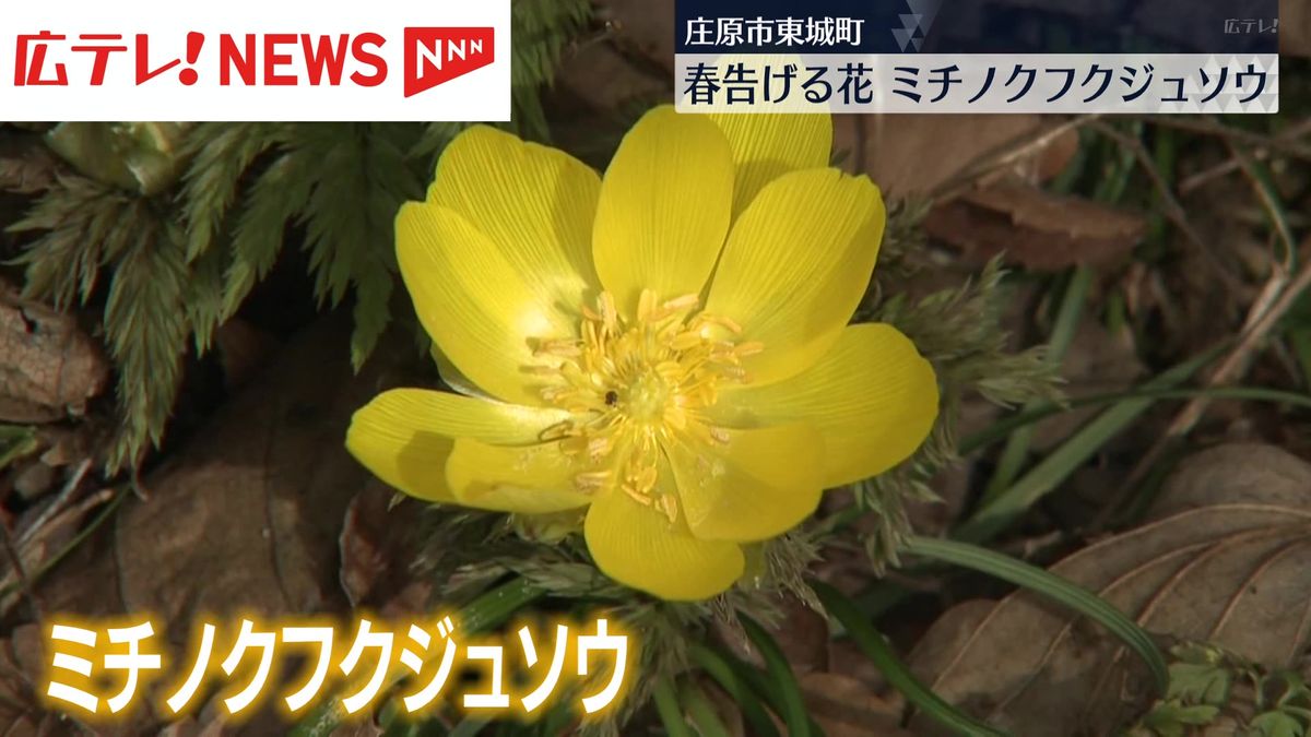 春を告げる黄色い花　ミチノクフクジュソウ咲き始め　広島