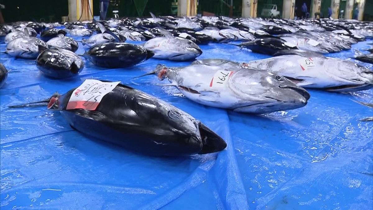 和歌山県の勝浦漁港でマグロの初市