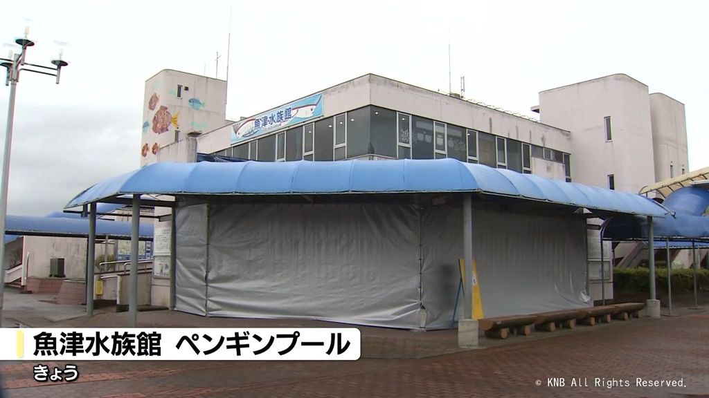 健康状態には問題なし　新潟県での鳥インフルエンザ影響で　魚津水族館のペンギン展示休止