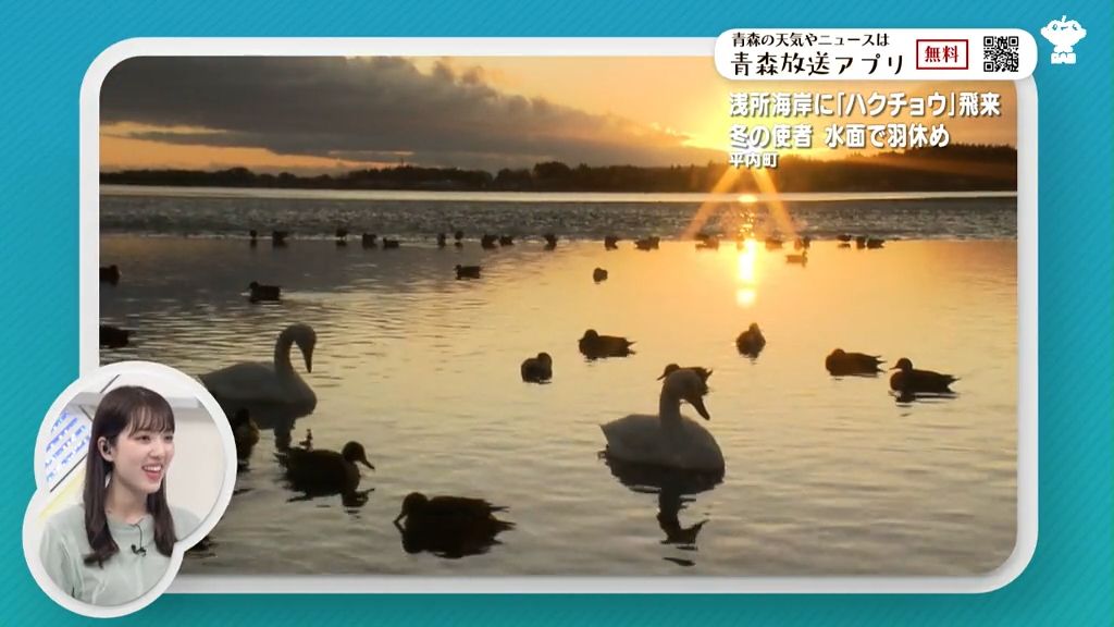 国の特別天然記念物・浅所海岸にハクチョウ飛来　青森県平内町