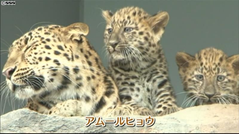 アムールヒョウの赤ちゃん、広島で一般公開
