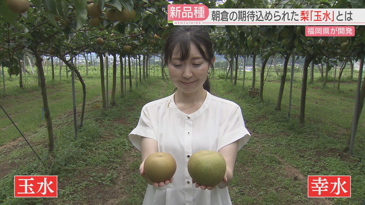 【期待】小ぶりで甘い！　福岡県が10年かけて開発した梨「玉水」とは　主力品種「幸水」と比べてみた