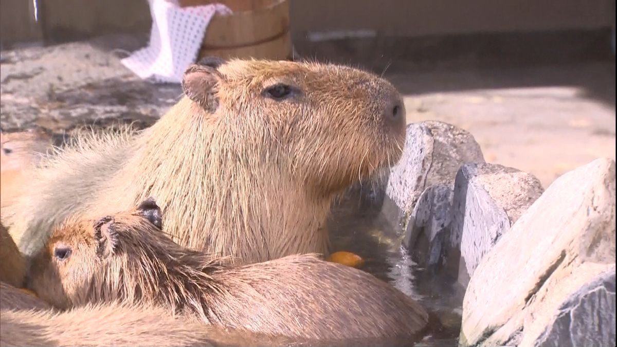 ゆず湯とカボチャでうれしそう　カピバラ