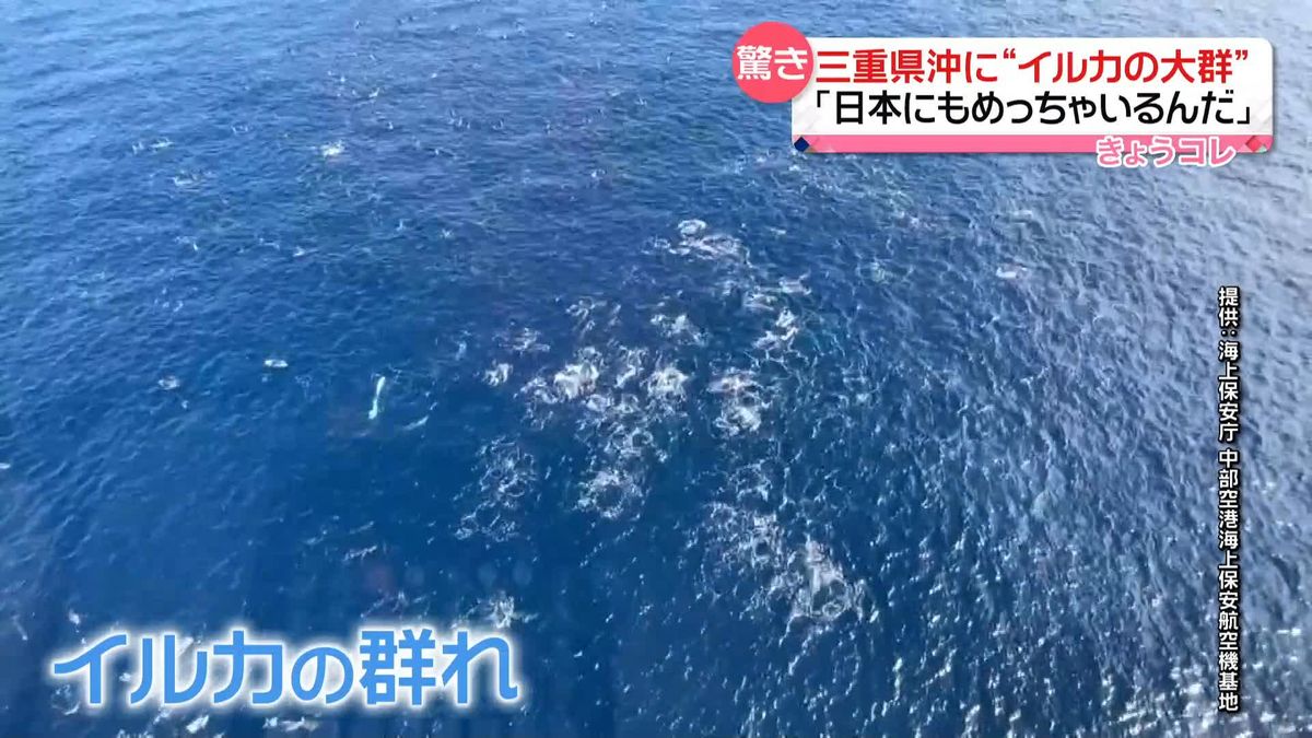 三重県沖に100頭超える“イルカの大群”　海上保安庁のカメラが捉える