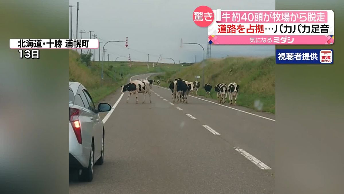 牧場を脱走　約40頭の牛が道路を“占拠”　車のそばを平然と歩き…　北海道・浦幌町