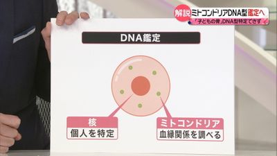 解説 山梨 道志村の 子供の頭の骨 特定できず 別の鑑定方法 ミトコンドリアdna型鑑定 とは