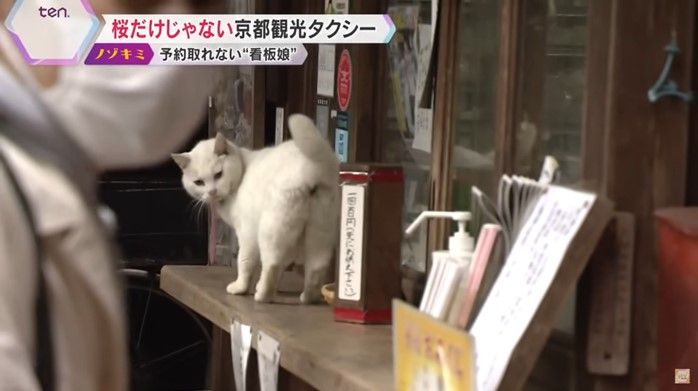 「梅宮大社」の別名は「猫神社」境内にはたくさんの猫