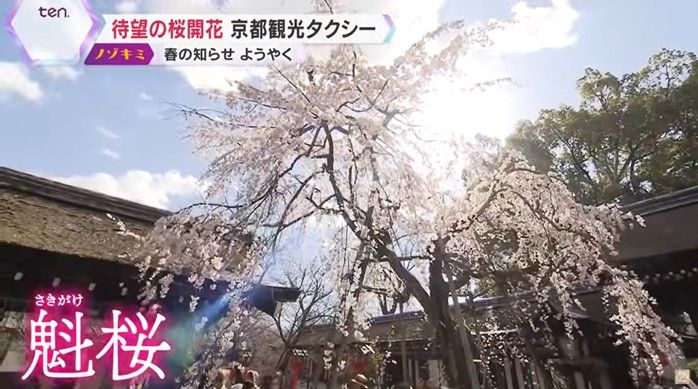京都でお花見が始まる合図「魁桜」