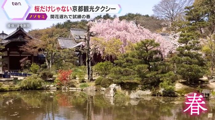 春・桜の季節の「法金剛院」