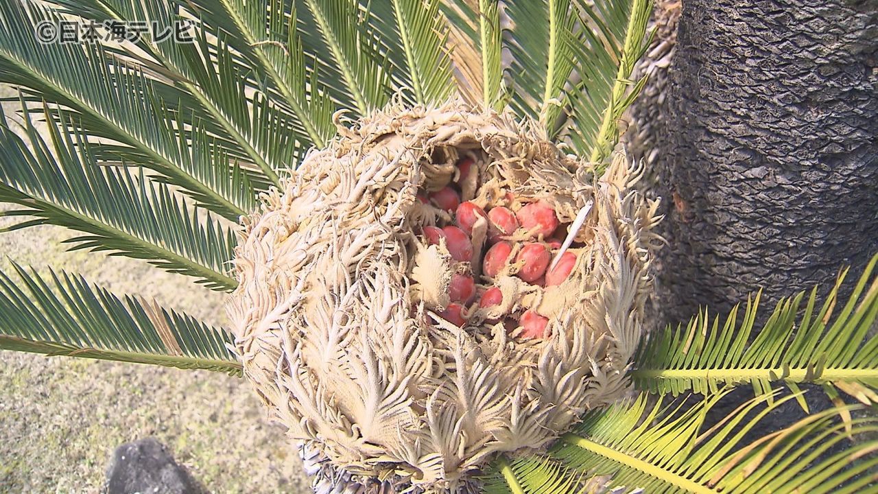 とても縁起のいいもの」ソテツの花には実が 樹齢370年と言われるソテツの「こも」外し 鳥取県米子市（2024年3月13日掲載）｜日テレNEWS NNN