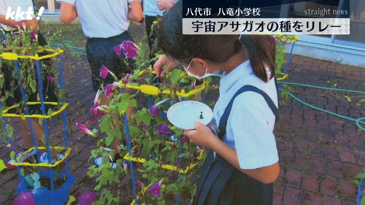 宇宙を旅したアサガオ 八代の学生が育て2万5千粒の種を採集 来年育てる神奈川の小学校へ