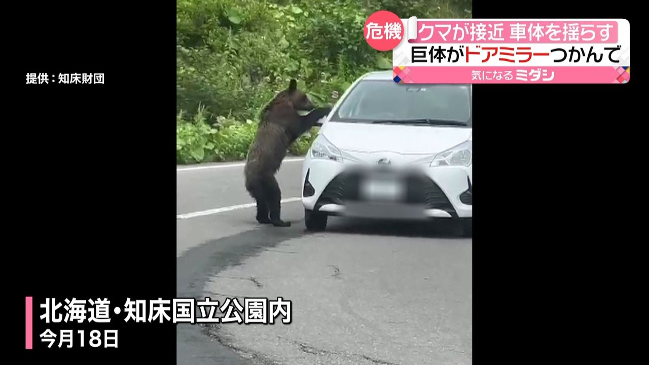 体長“1.2メートル”クマがドアミラーに前足を…　車に近づくケース相次ぐ　北海道知床