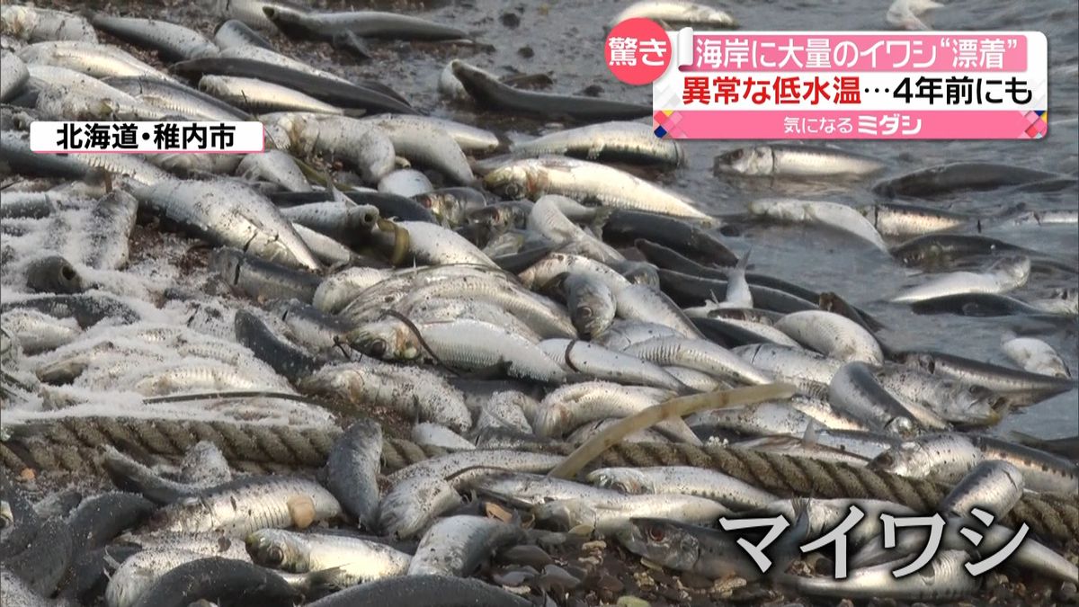 ４年前にも…イワシ大量死　低水温が原因か