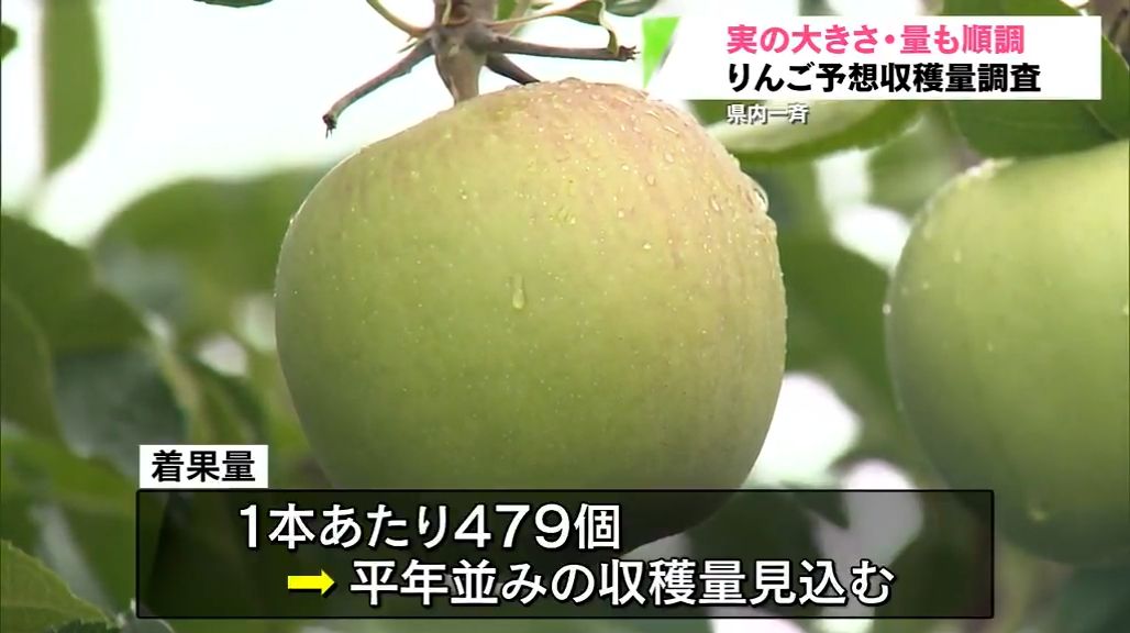 りんごの収穫量調査　平年並みが見込める順調な生育を確認　青森県りんご協会