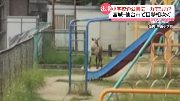 小学校や公園にカモシカが出没 仙台市で目撃相次ぐ