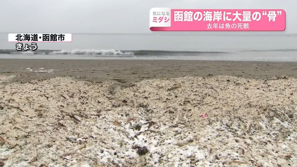 海岸に大量の…イワシの“骨” 　去年は死骸が…　どこから？　北海道・函館