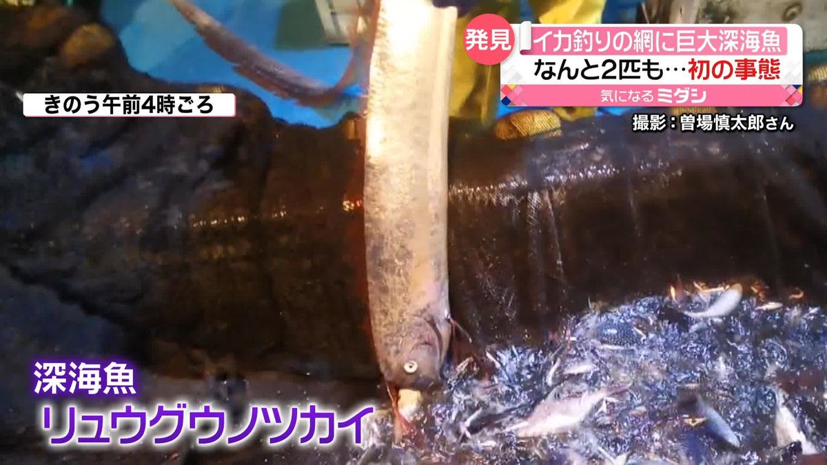 “網にかかると豊漁になる”深海魚「リュウグウノツカイ」イカ漁の網に2匹　富山湾