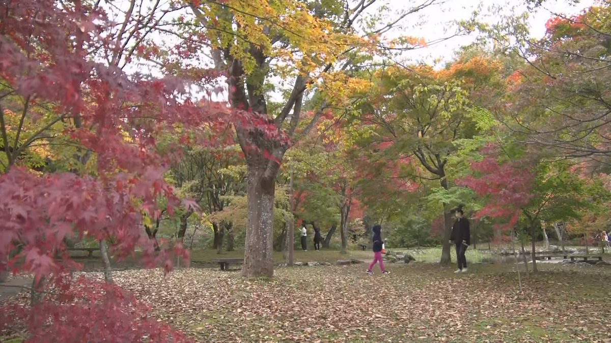 残暑で色づき１週間遅れる　岡谷市の紅葉の名所　秋の色に…