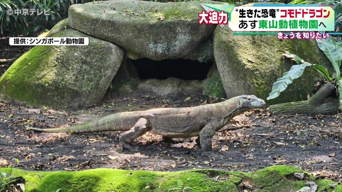 “生きた恐竜”コモドドラゴン　シンガポールの動物園を出発　名古屋市・東山動植物園へ！