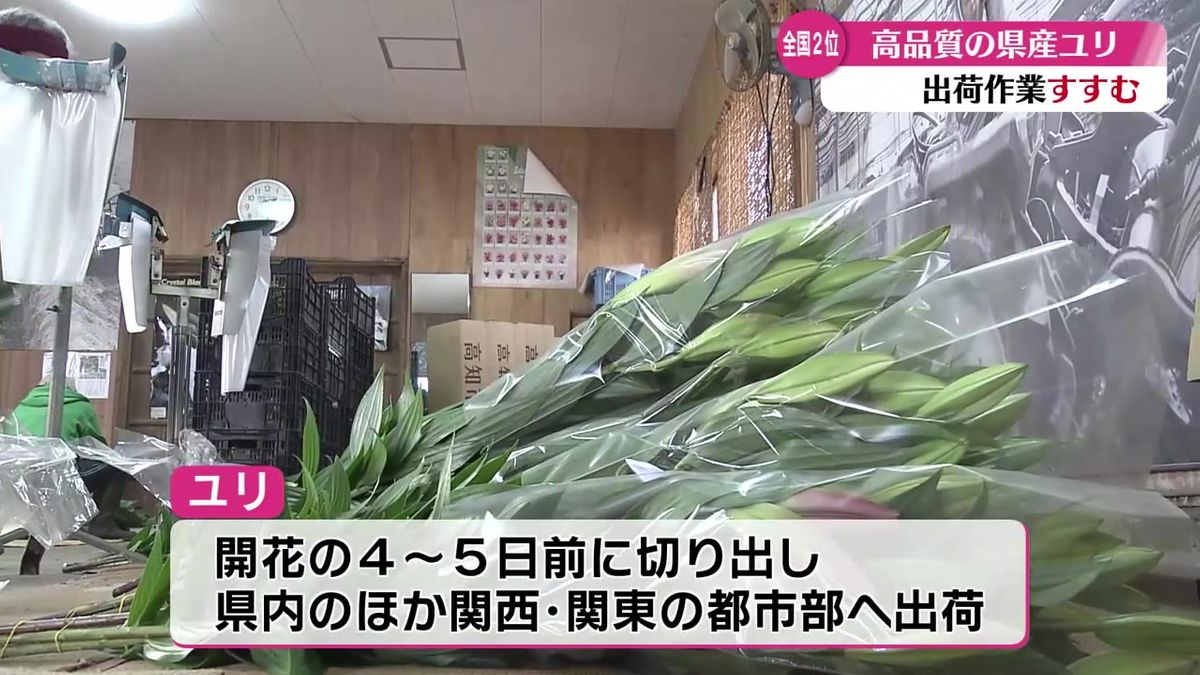 生産量全国2位を誇る高知県産ユリ 出荷の最盛期【高知】