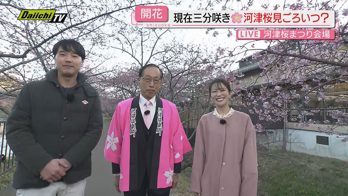 【中継】伊豆早春の恒例イベント｢河津桜まつり｣会場から…開花遅れた河津桜の現状や催しの様子などお伝え(静岡)