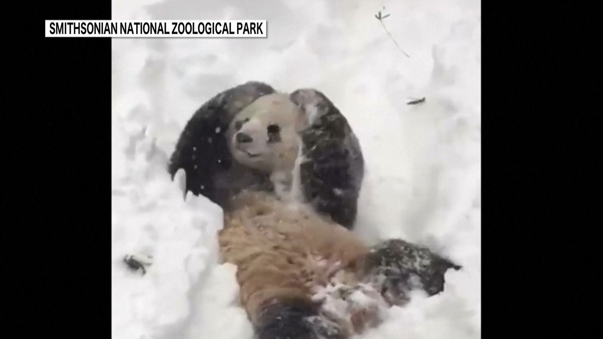 米大雪８千万人超影響　パンダは“雪遊び”