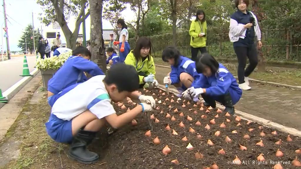 春には鮮やかな赤い花が　チューリップ球根の植え込み体験　砺波市の小学生