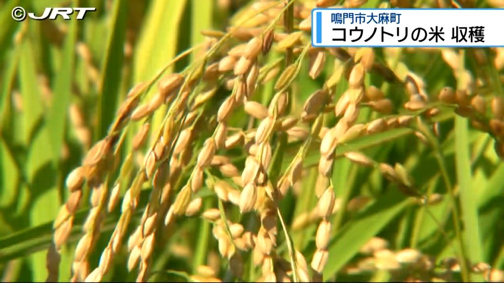 コウノトリが生息する鳴門市大麻町 日本酒をつくるために栽培されたコメの収穫【徳島】