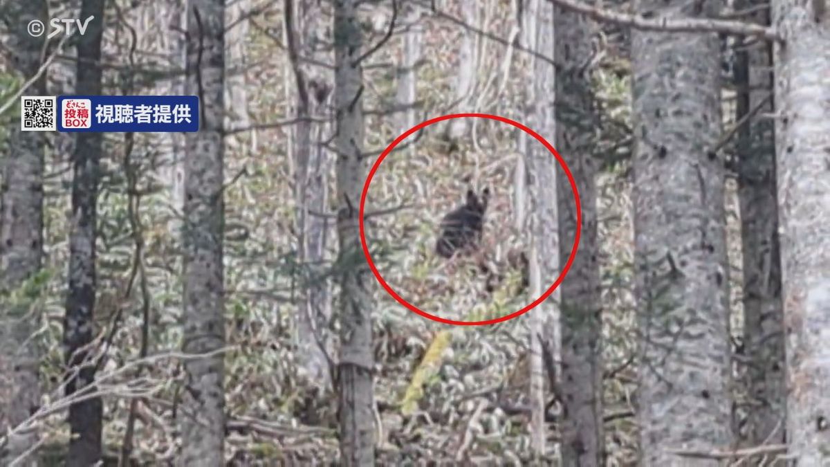 【動画あり】男性がクマに遭遇　追い払おうと蹴って撃退　男性は空手の経験者　北海道名寄市