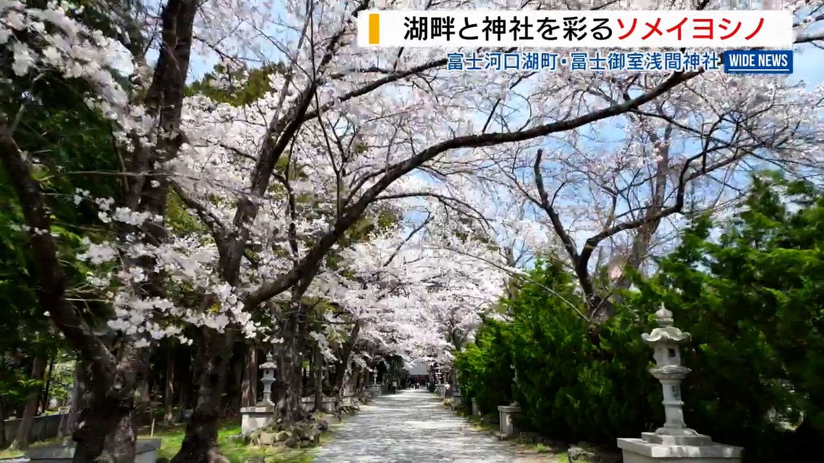 冨士御室浅間神社のソメイヨシノ見ごろ ピンク色のアーチ出迎え 山梨・富士河口湖町