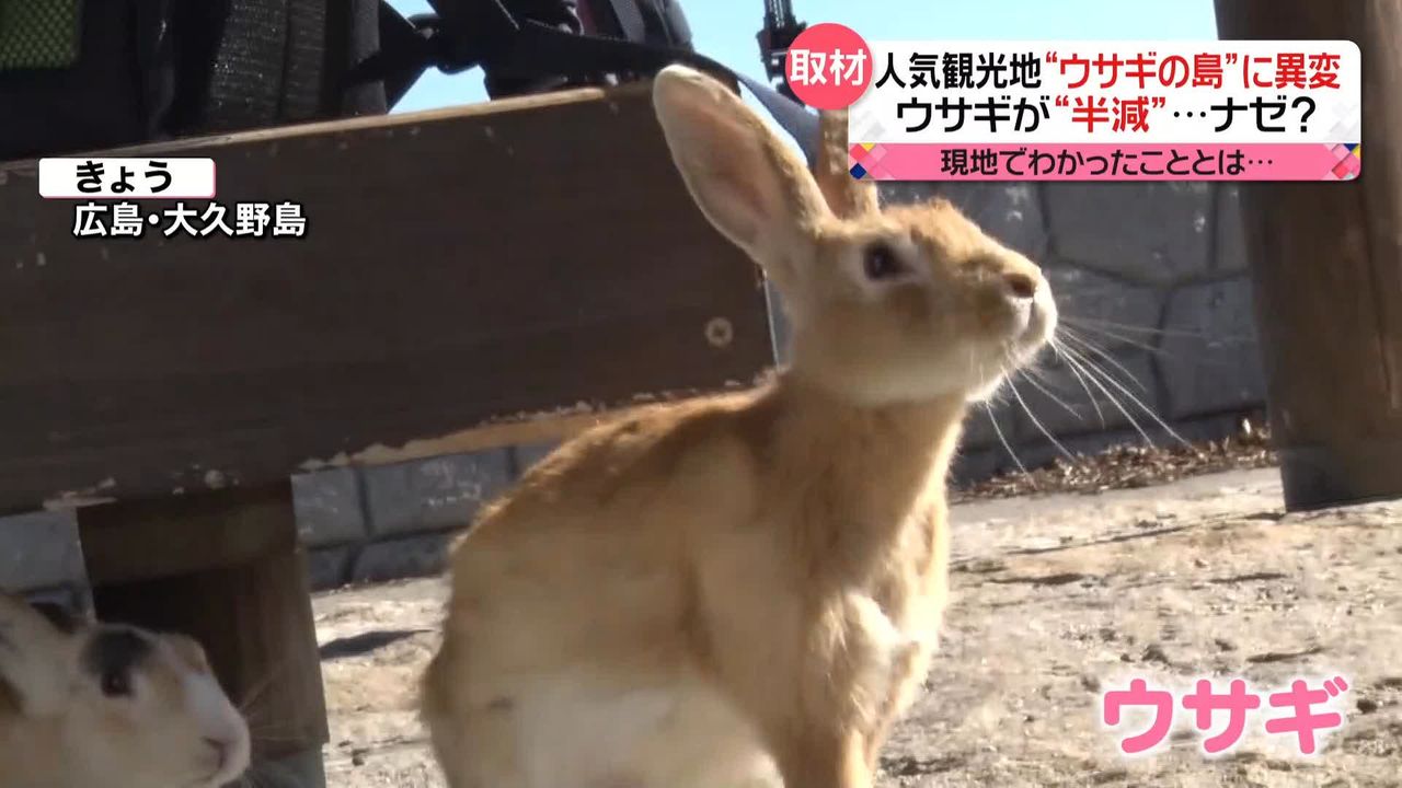 人気観光地“ウサギの島”に異変　900羽いたウサギが“半減”　現地を取材