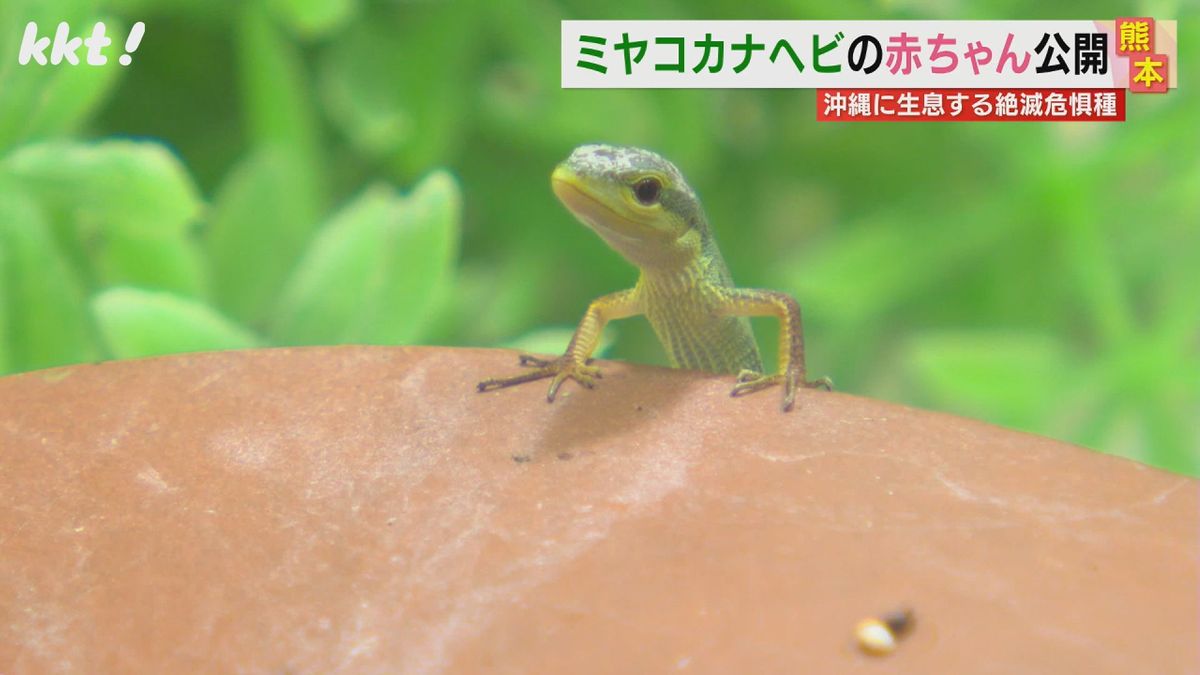 ｢目がクリクリして可愛い｣絶滅危惧種のミヤコカナヘビの赤ちゃん公開 熊本市動植物園