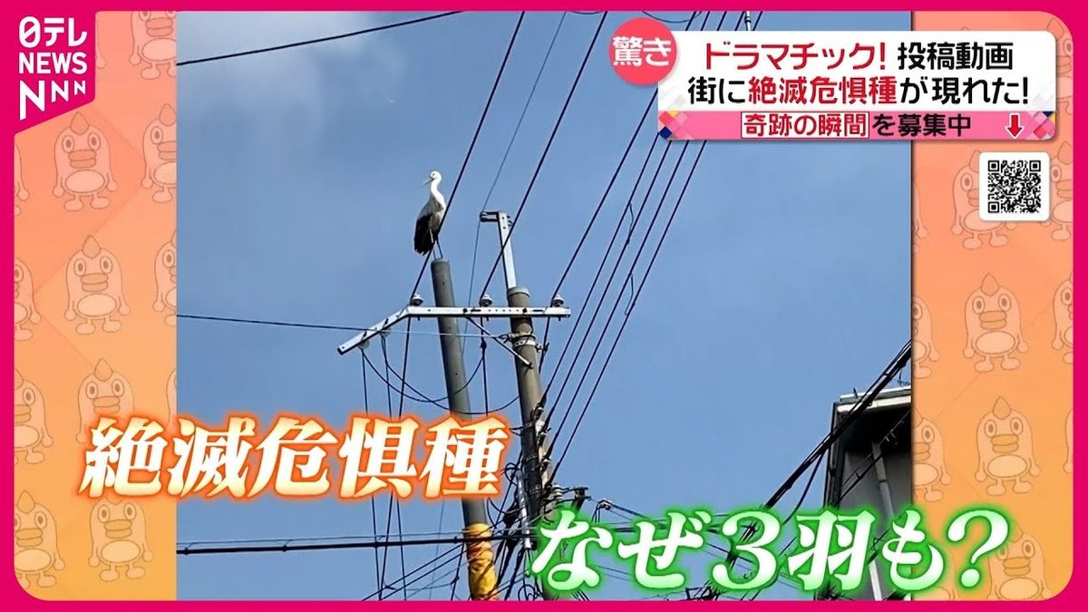 【投稿動画】コウノトリが３羽も電柱に！？　“絶滅危惧種”が現れたワケ 『every.特集』