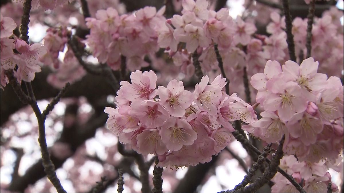 樹齢１００年、向島の寒桜が満開　山口