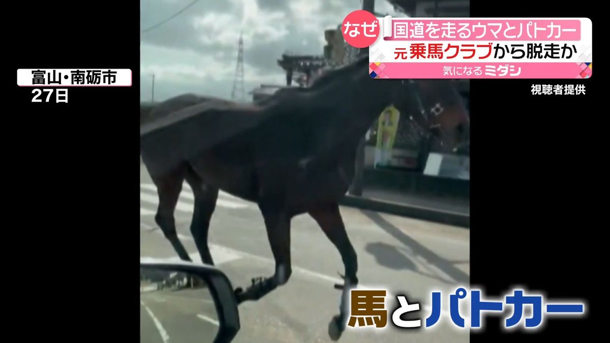 どこから来た？　国道を駆け抜ける“馬とパトカー”　富山