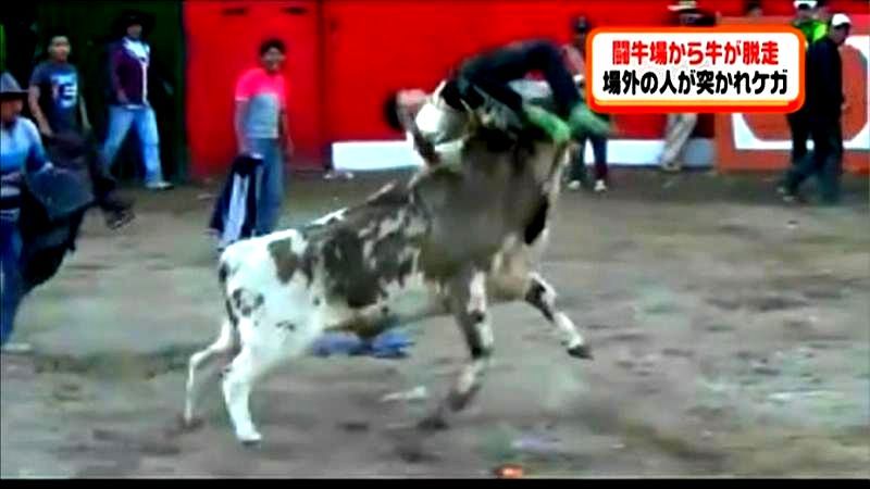 牛が逃げた！闘牛場はパニックに　ペルー