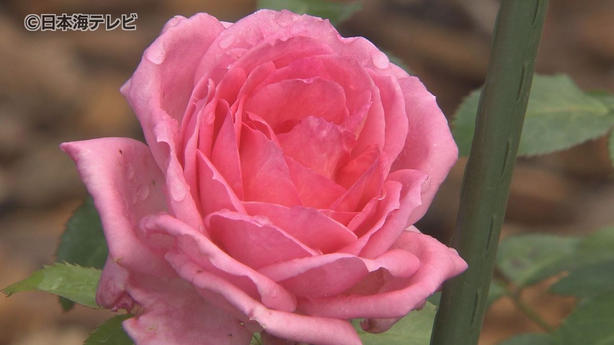 100品種500株の「バラ」が美しさを競い合う　とっとり花回廊で秋バラが見頃に　鳥取県南部町