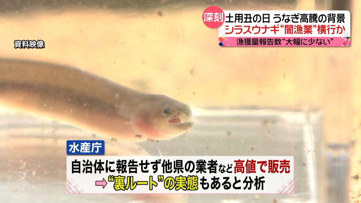 ウナギ高騰　稚魚「シラスウナギ」も…“密漁”に“裏ルート“横行か　来年の「土用の丑の日」は…