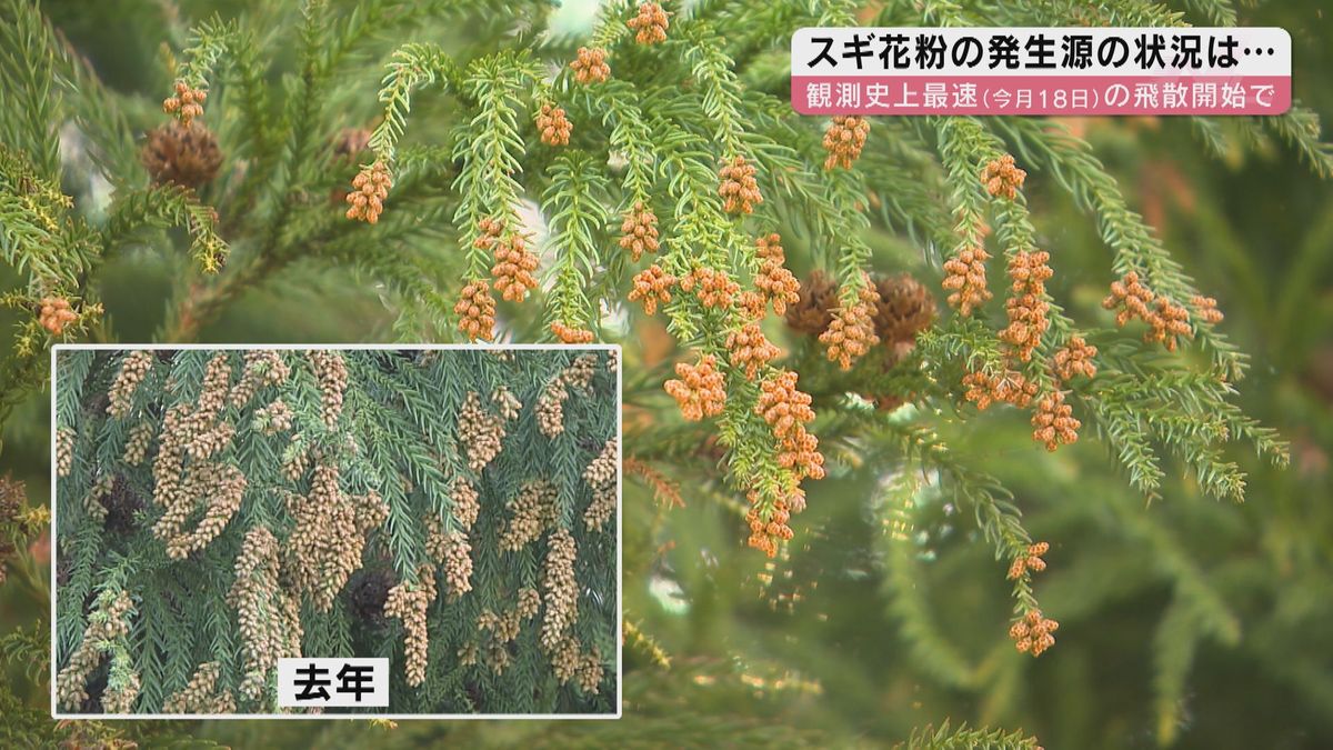 スギの雄花、今年と去年の比較