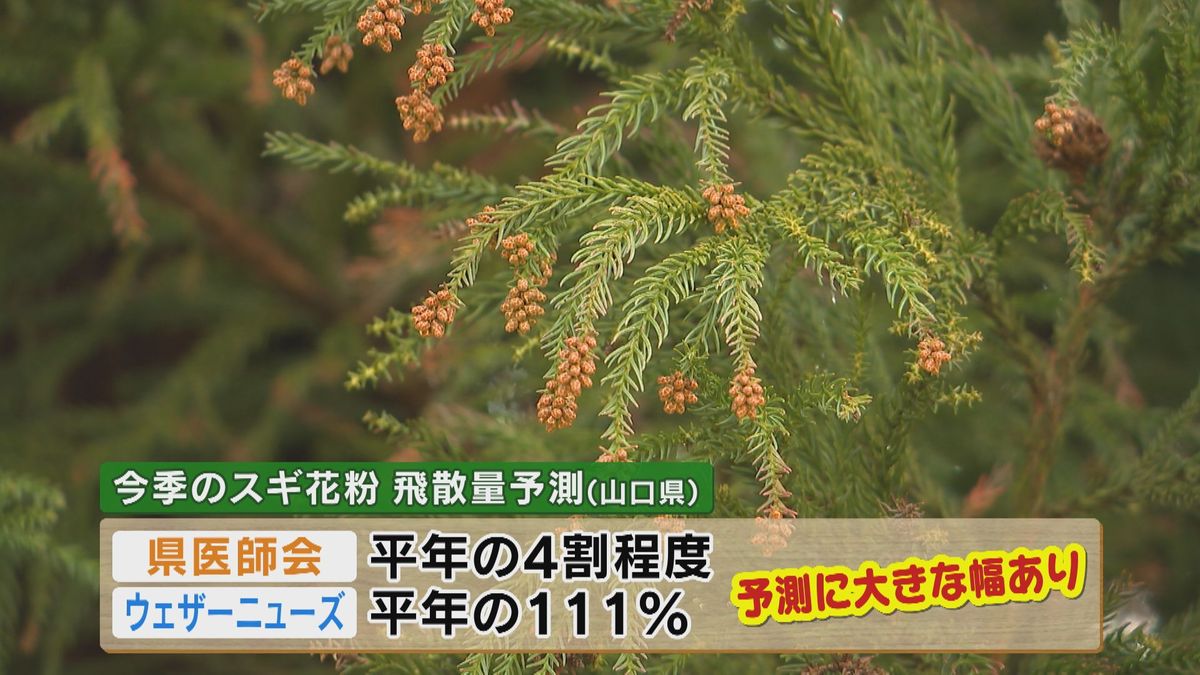 今季のスギ花粉飛散量予測