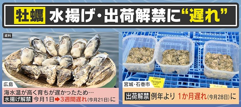 海水温が高く『牡蠣』のサイズにも影響が